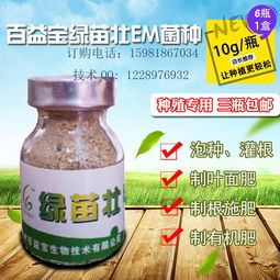 猪粪变宝：发酵成有机肥