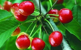 樱桃种子保存大揭秘：三年不坏的秘密武器