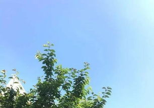 光照调节， 每天补光至16小时