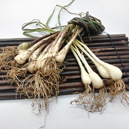 藠头种植地怎么选
