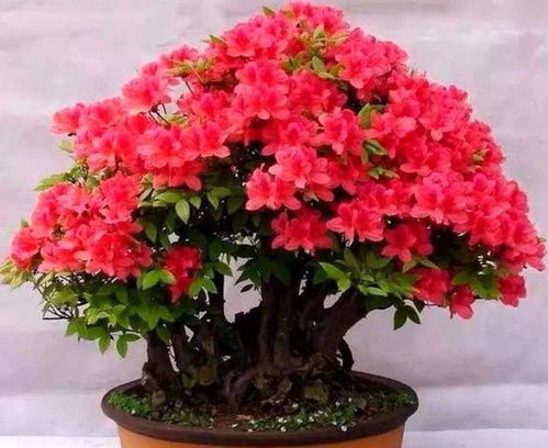 杜鹃花施什么肥料最好？如何根据其特点和养护知识科学施肥