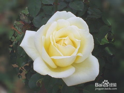 白圣诞月季的美丽之谜