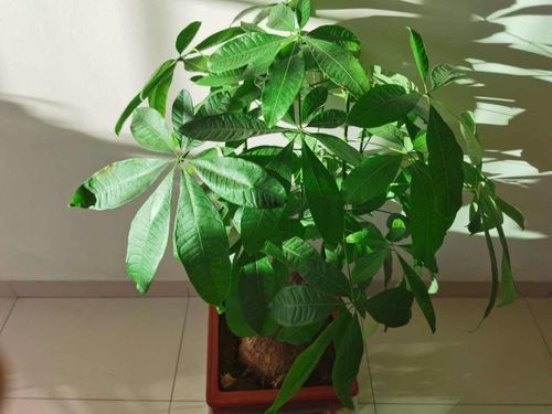 冬季养护发财树，防寒保暖是关键
