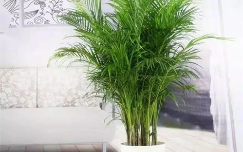 雾松盆栽养殖指南：简易技巧与浇水频率全解析！