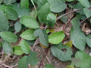 常见绿化藤蔓植物