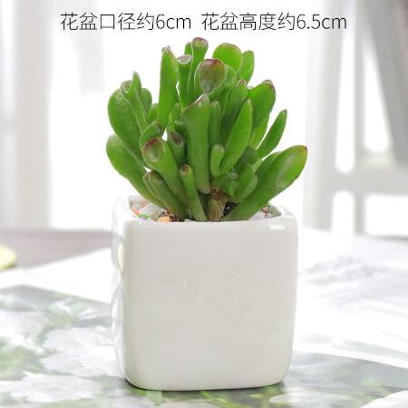 养殖多肉吸财树，适量浇水！