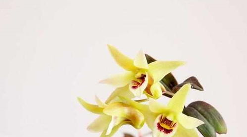 石斛兰的栽培方法