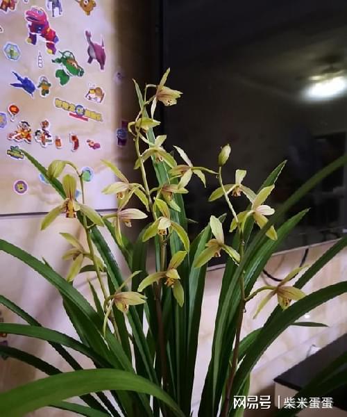 关顶：紫红色花朵， 短圆五瓣