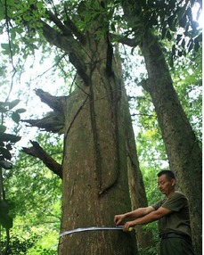 种什么树在房子后面镇宅效果最好？有没有什么特别厉害的树