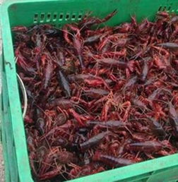 大龙虾中毒， 急救措施要掌握