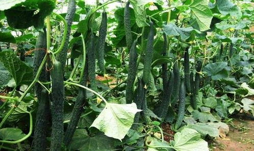 金花葵种子在什么季节种植效果最佳