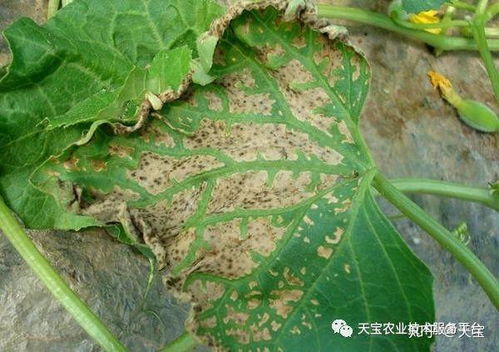 有机高分子化合物：叶片的保护神
