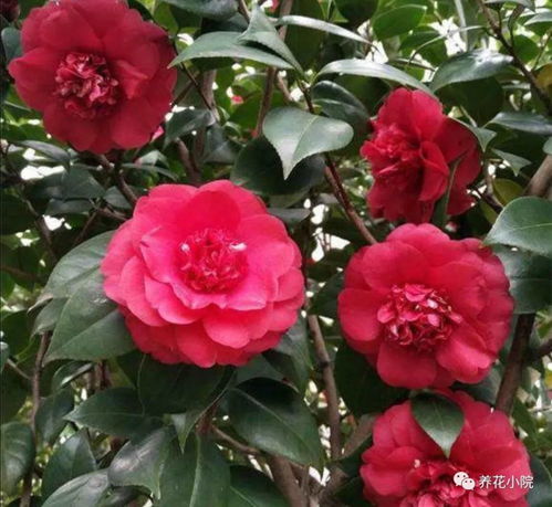 茶花未现花苞，是何原因导致