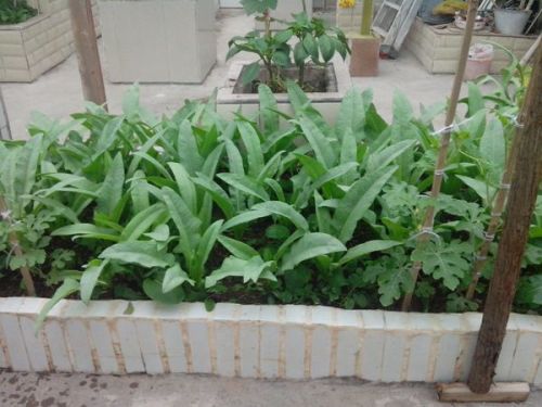 三、 荒地种菜的心得