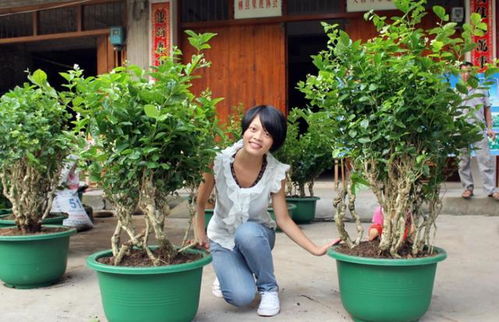 茉莉花叶片发黄， 新根重生急救全攻略