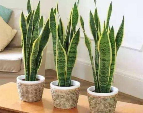 虎皮兰：耐旱、 耐晒、好养护