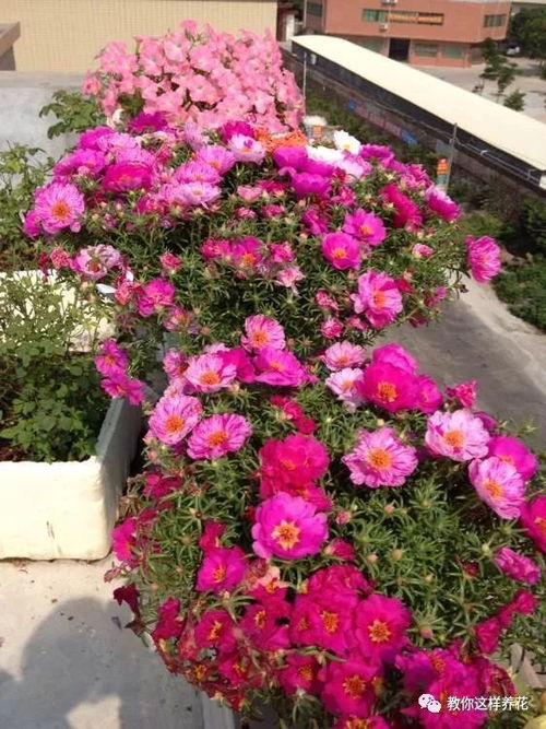 山东花卉的八大生命力强品种