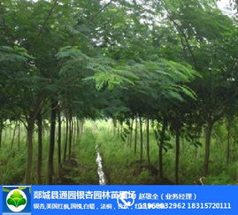 合欢树，那啥，就是长得好kan的那种树