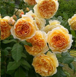 詹姆斯高威月季：香气四溢的阳光小精灵