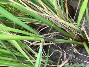 防治时期，每个dou重要