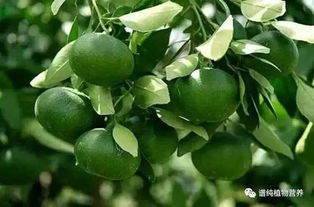 植物传播方式有哪些？看完这篇你就全懂了
