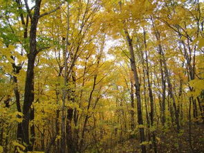 橡树播种的黄金时机，你抓住了吗？