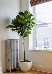 琴叶榕：室内绿植的“绿宝石”