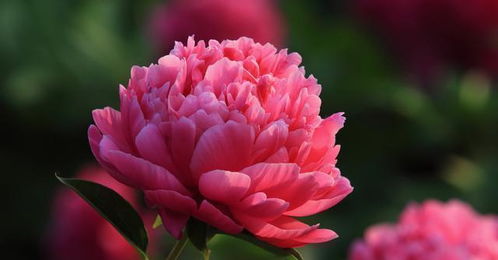 本土花卉才是王道