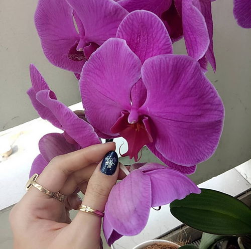 蝴蝶兰花期过后怎么养？如何延长其观赏期