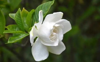 未来趋势：堪这栀子花，价格会怎么走？