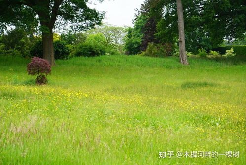 老旧小区的逆袭：玉簪让角落变花园