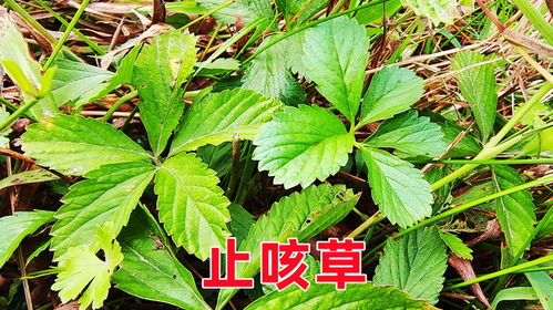 Zui厉害的除草剂：高效持久， 一次管90天