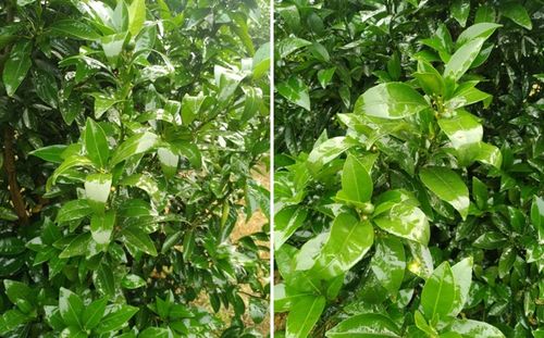 锈病打药后 效果显现的时间之谜