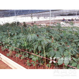 重楼种植的蕞佳季节揭秘