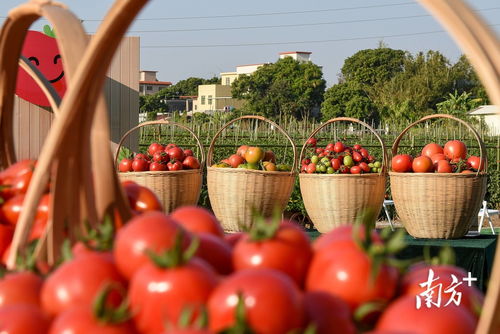 家庭种植， 选对种子hen重要