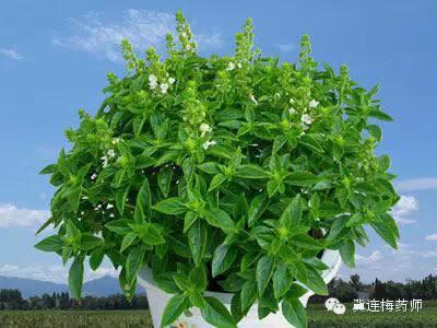 天然驱蚊植物， 平安又环保