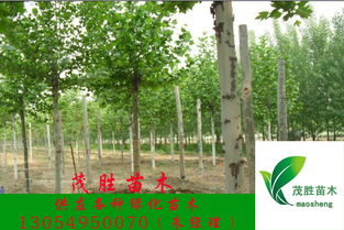 基地批发， 法桐树1公分到6公分，应有尽有