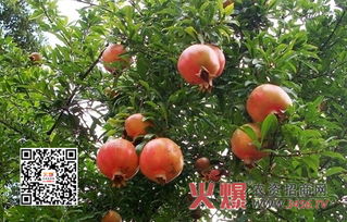 石榴树的养护与管理