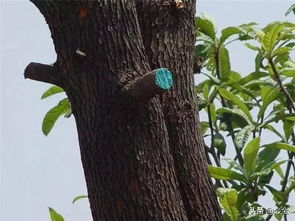 涂干处理，保护树皮