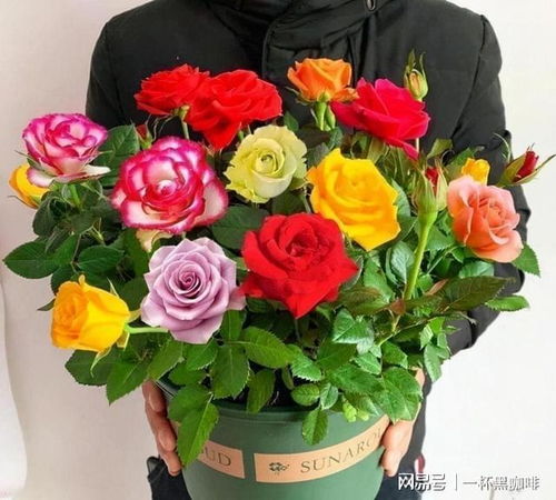 保持生长温度， 换盆不麻烦