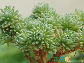 将球松多肉为什么要晾根？晾根后能否让多肉焕发新活力
