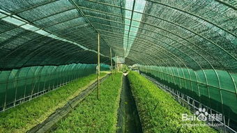 如何根据鲜石斛的生长习性，科学地实施种植鲜石斛的各个步骤