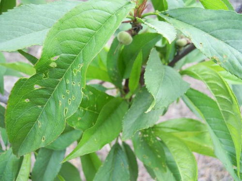 桃树虫害烦恼，怎么破？