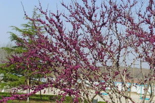 繁殖方法，嫁接和压条来帮忙