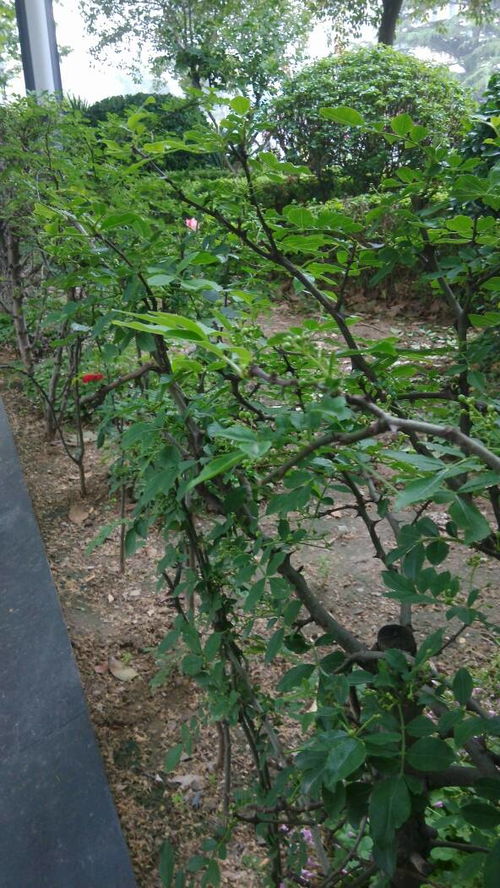 东北常用篱笆树种：小叶黄杨、 大叶黄杨