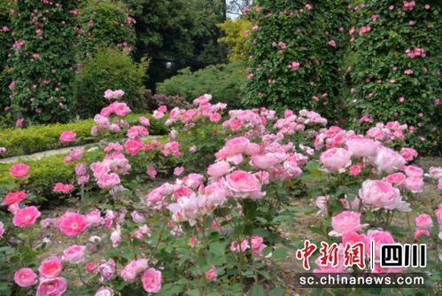 成都植物园月季花盛开，品种繁多，美不胜收！