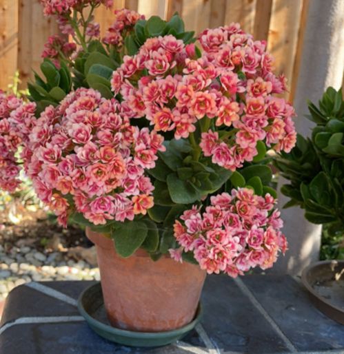 适合室内养护的花朵推荐