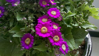 紫色花儿神秘又高贵