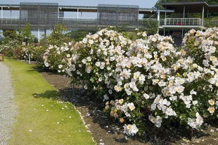 走进神秘月季园