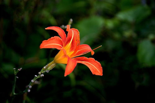 萱草的生长习性